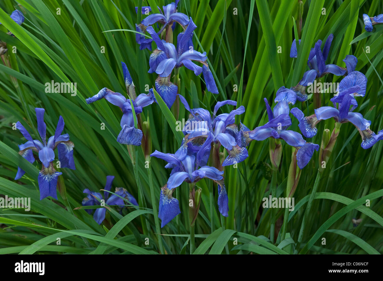 Siberian Iris (Iris sibirica), flowering stand Stock Photo - Alamy
