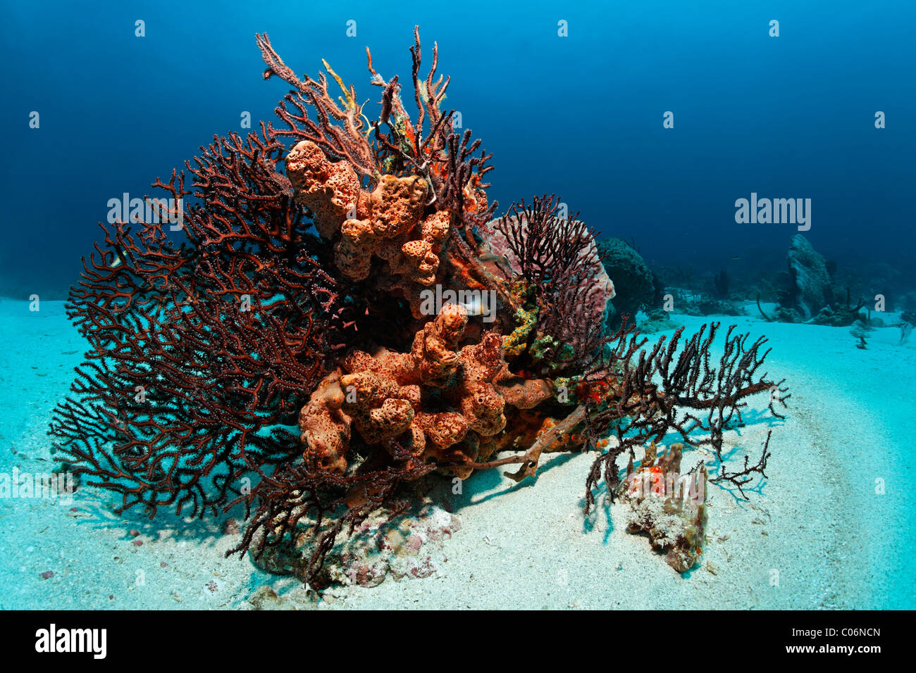 Reef block, coral reef, overgrown, multicolor, sorts, sponges, corals, sand ground, Little Tobago, Speyside, Trinidad and Tobago Stock Photo