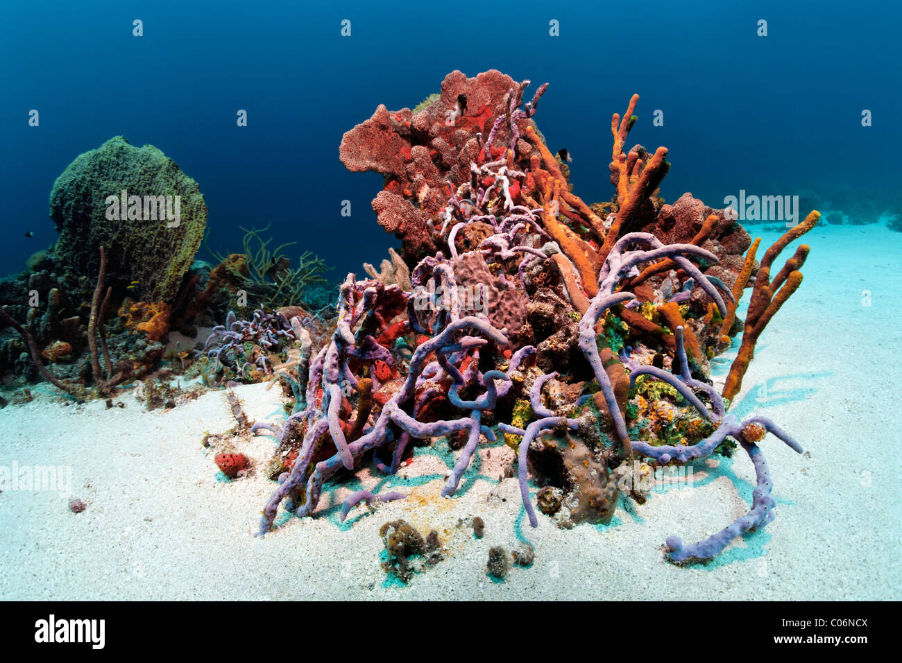 Reef block, coral reef, overgrown, multicolor, sorts, sponges, corals, sand ground, Little Tobago, Speyside, Trinidad and Tobago Stock Photo