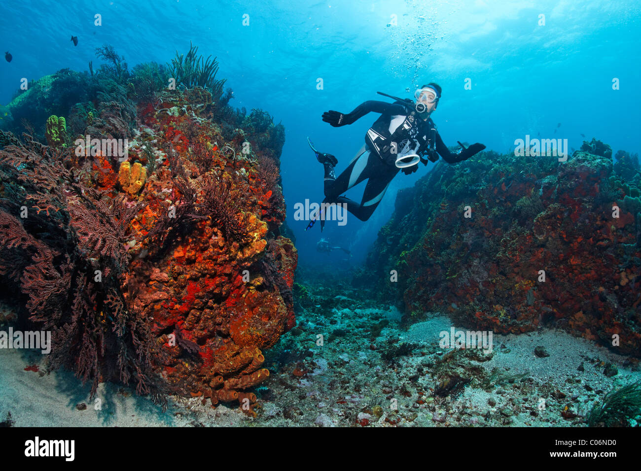 Diver in strong currents, coral reef, Little Tobago, Speyside, Trinidad and Tobago, Lesser Antilles, Caribbean Sea Stock Photo