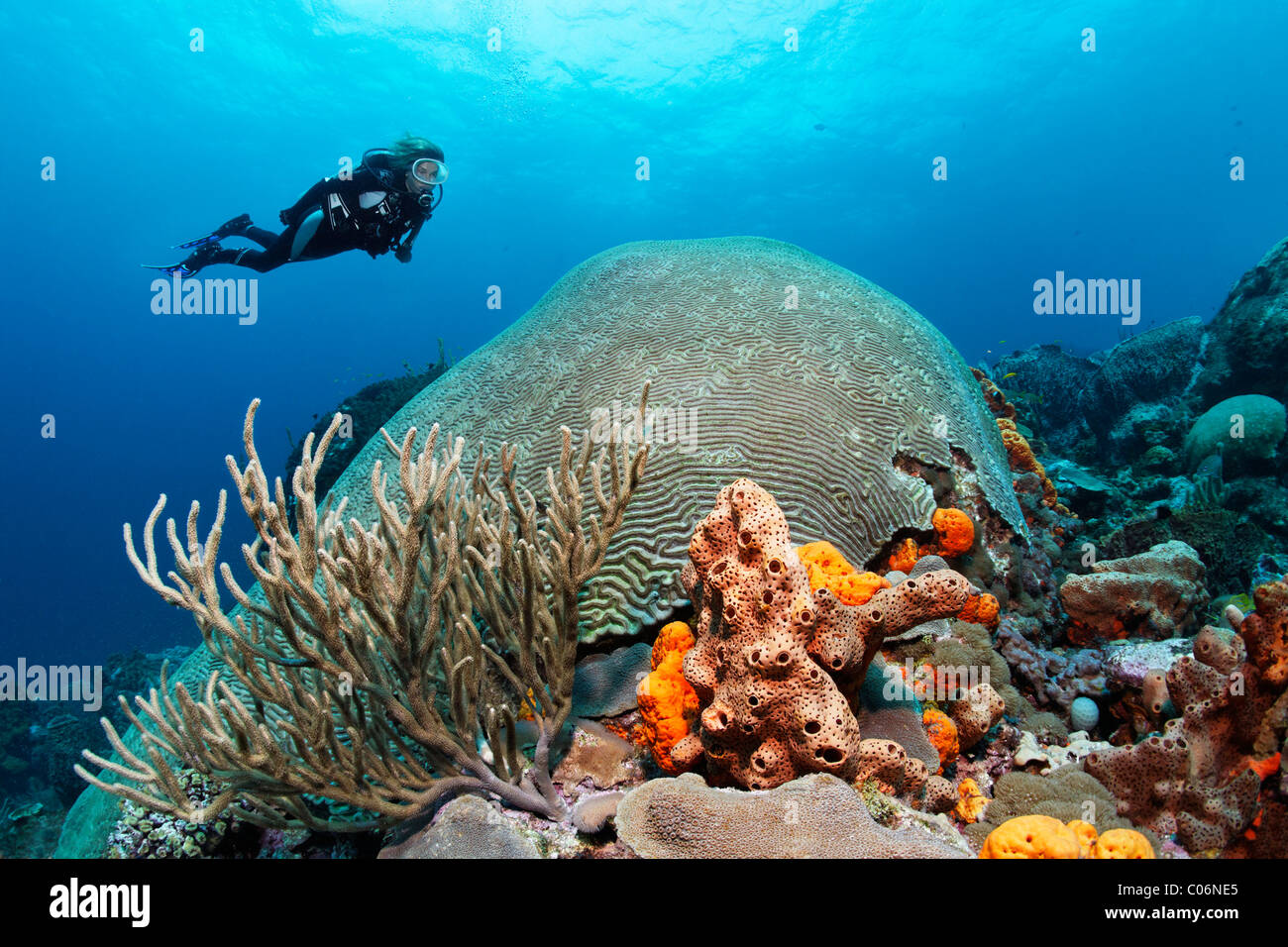 Diver hovering above a coral reef, looking at a Symmetric brain coral (Diploria strigosa), Little Tobago, Speyside Stock Photo