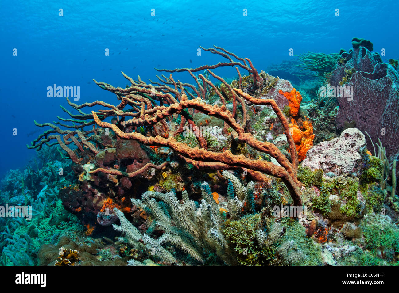 Coral reef, coral block, slope, overgrown, various multicoloured sponges and corals, Little Tobago, Speyside Stock Photo