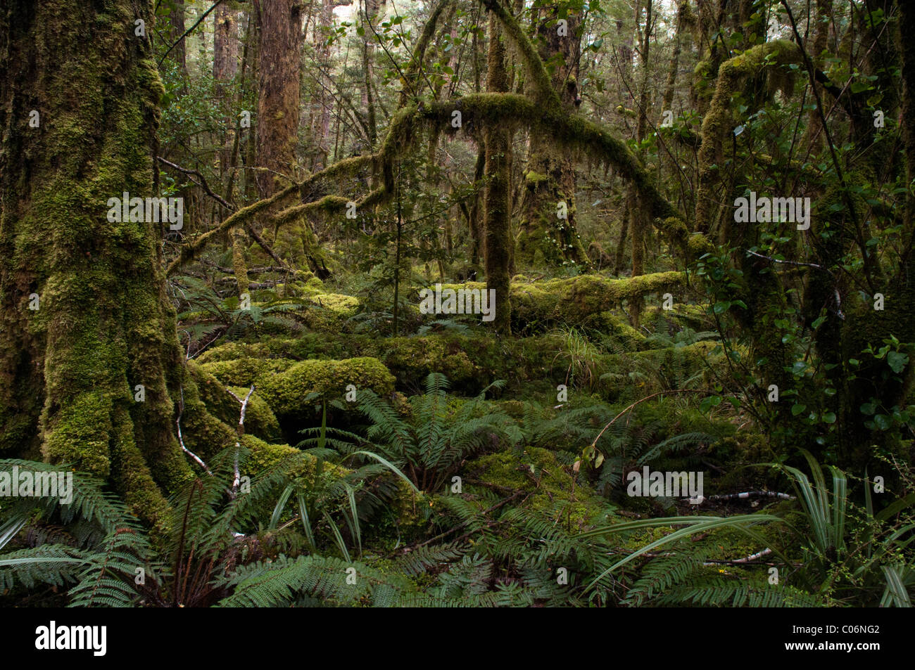 moss in New Zealand mountain rainforest in Fjordland Nationalpark at