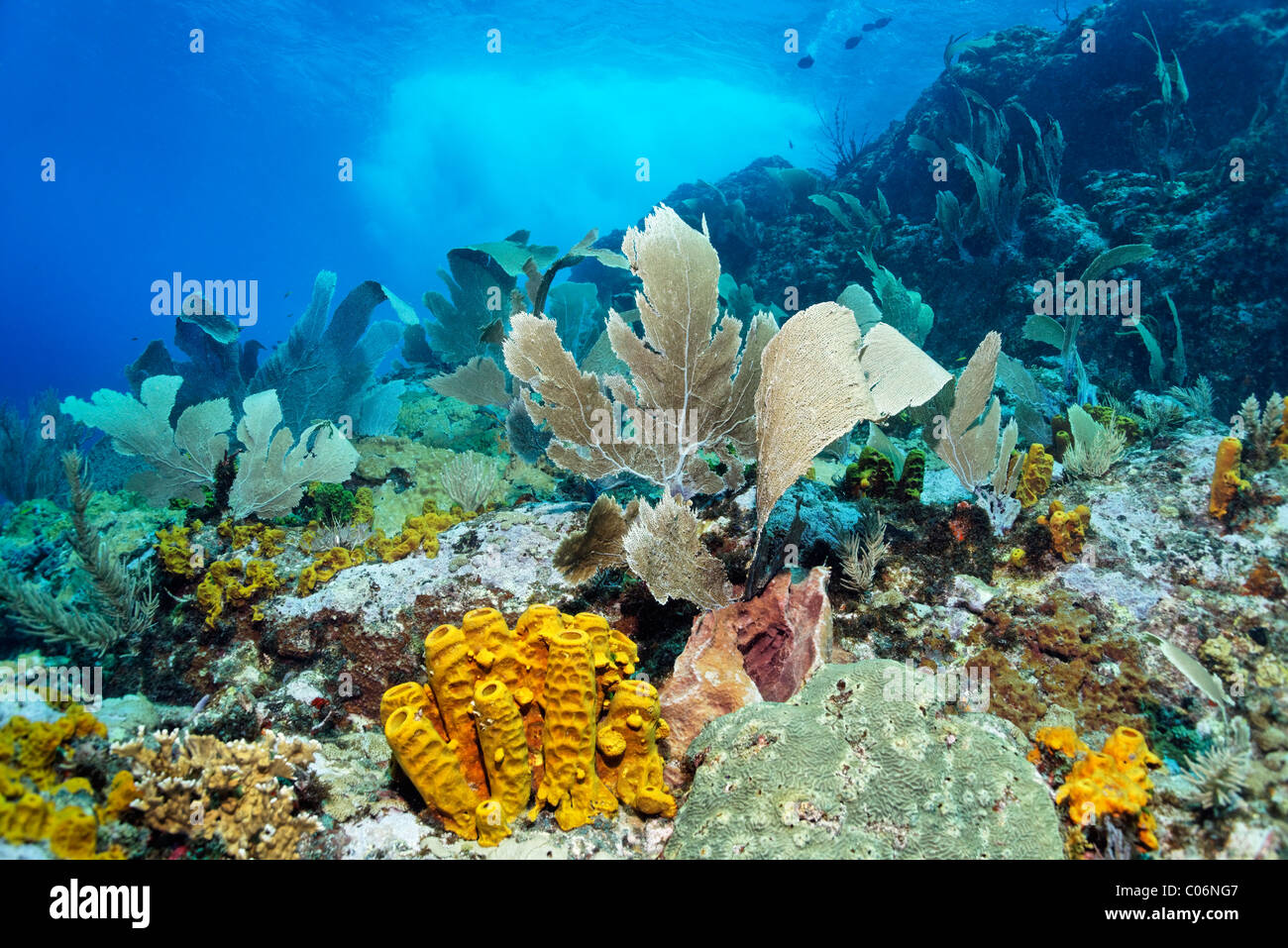 Coral reef in strong waves and currents, Venus sea fan (Gorgonia flabellum), Yello tube sponge, (Aplysina fistularis) Little Stock Photo