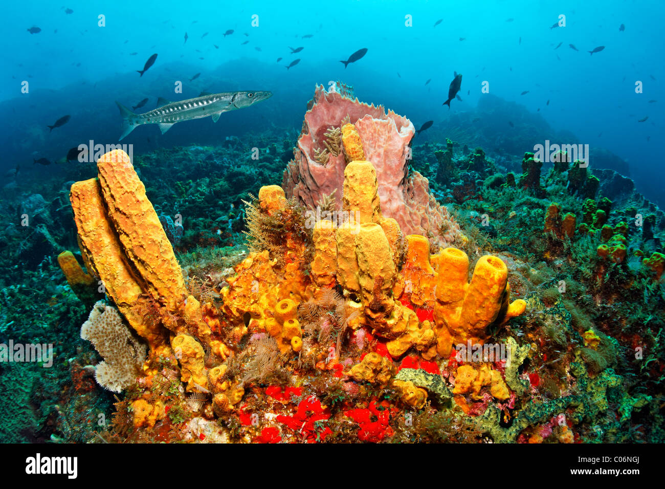 Reef scenery, Yellow tube sponge (Aplysina fistularis), Great Barracuda (Sphyraena barracuda), Little Tobago, Speyside Stock Photo