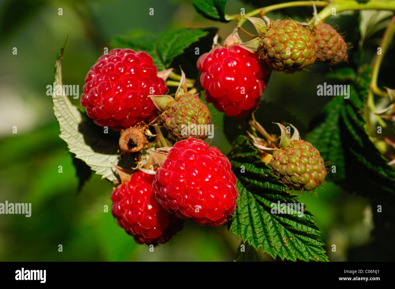 Ripe raspberries Stock Photo