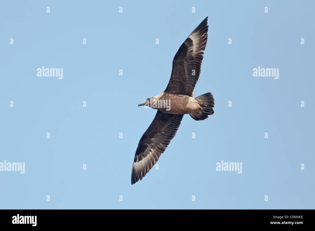 Great skua in flight against a clear blue sky Stock Photo
