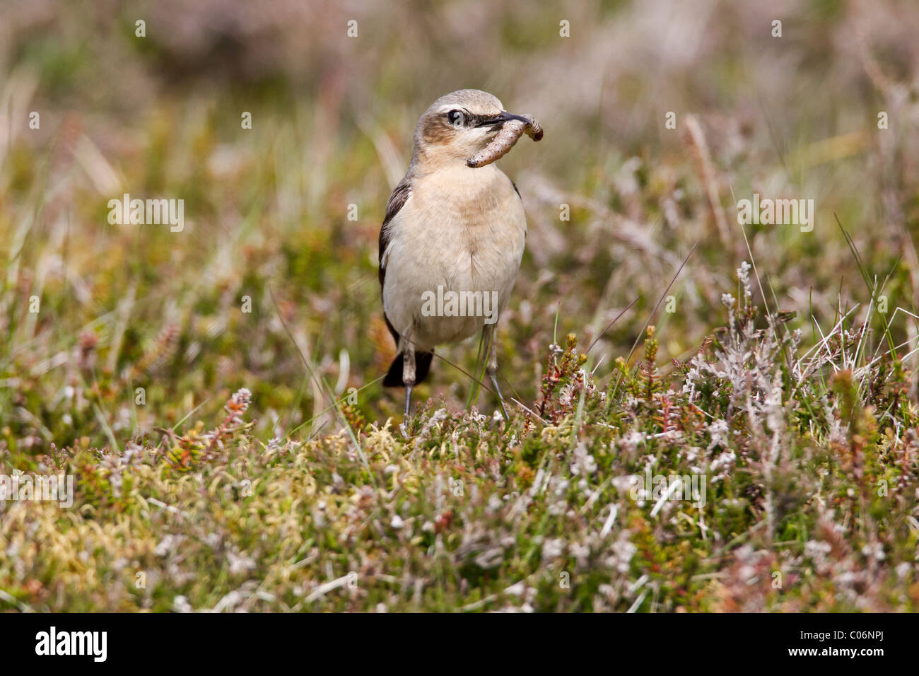 Wheatear posing in a moorland setting with insects in its beak Stock Photo