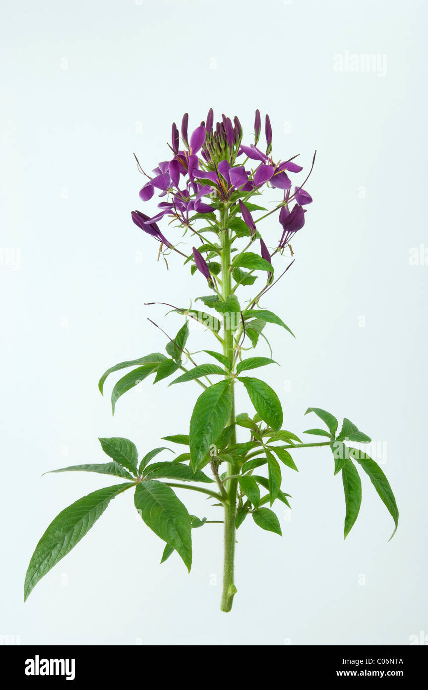 Spider Plant, Spider Flower (Cleome spinosa), flowering stalk. Studio