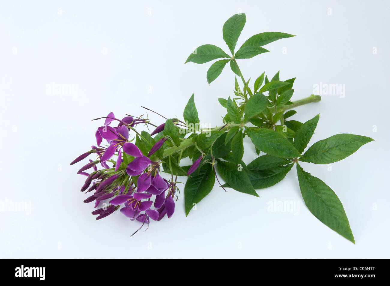 Spider plant hires stock photography and images Alamy