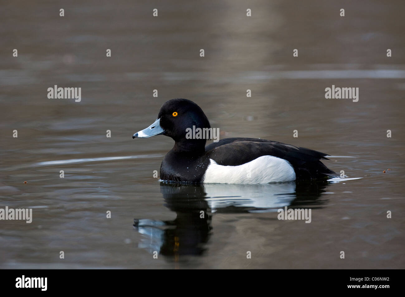 Tufted duck (Aythya fuligula) male swimming in pond, Germany Stock Photo