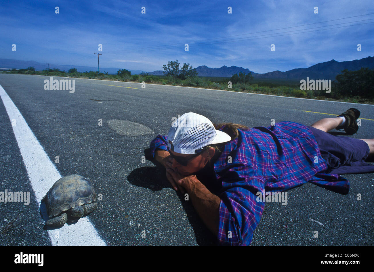 Desert tortoise and man crossing the road. Stock Photo