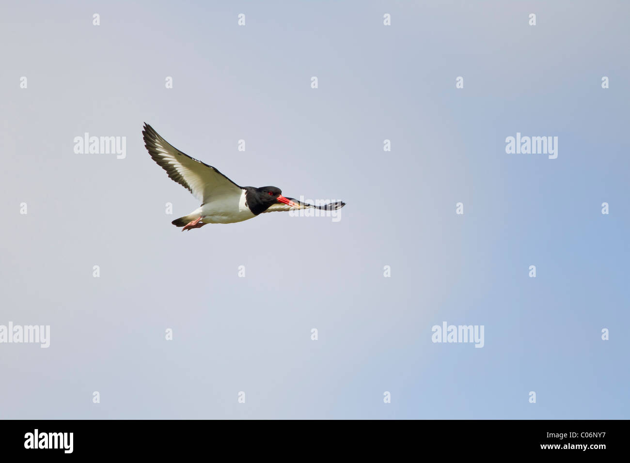 Oystercatcher in flight against a blue sky Stock Photo