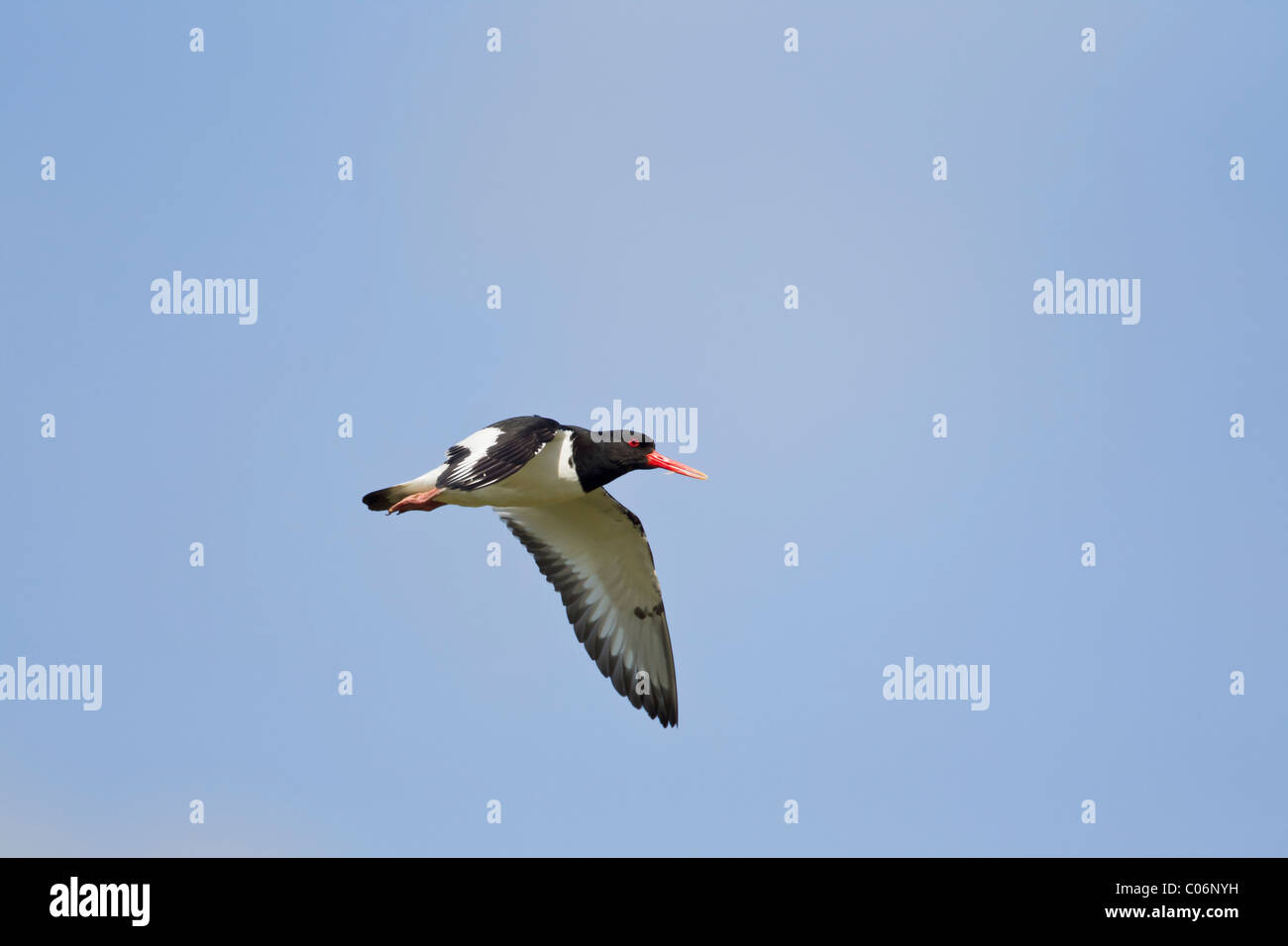 Oystercatcher in flight against a blue sky Stock Photo