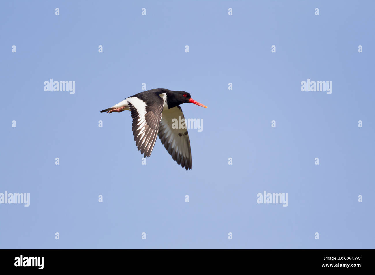 Oystercatcher in flight against a blue sky Stock Photo Alamy