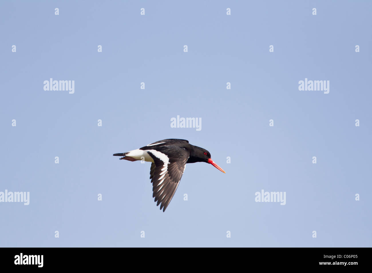 Oystercatcher in flight against a blue sky Stock Photo