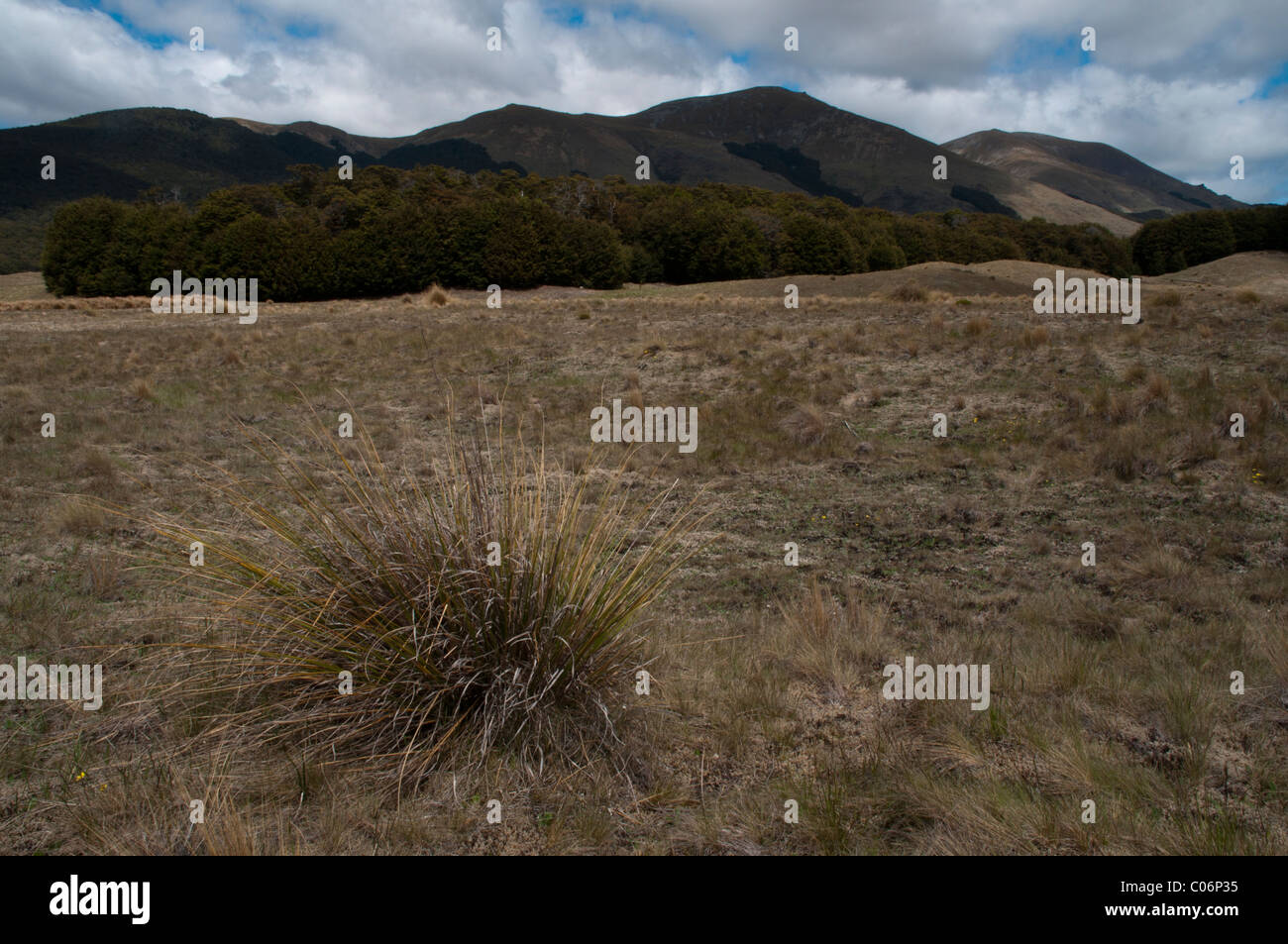 Tussock Rocks New Zealand Fjordland Nationalpark Southern Alpes Podocarp rainforest ...