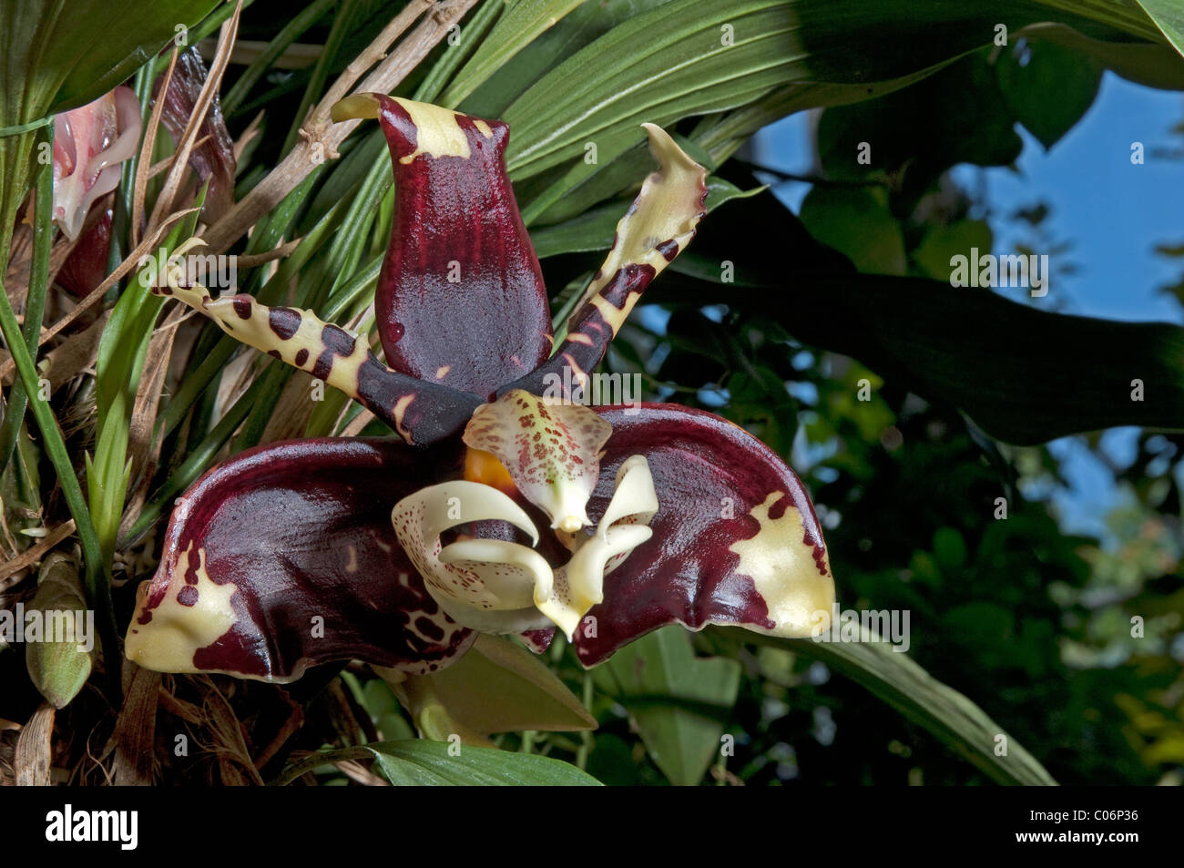 Tropical orchid (Stanhopea tigrina superba), flower. Stock Photo