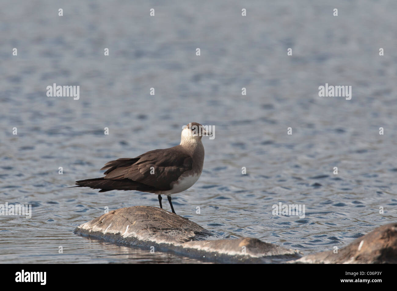 Arctic skua perched on a rock in a fresh water lake Stock Photo