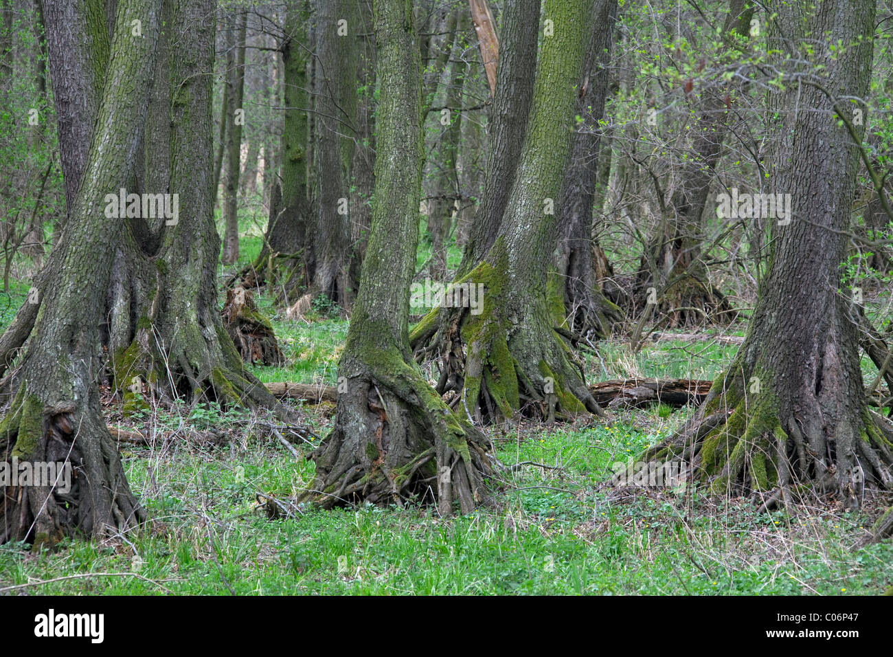 European Alder, Black Alder (Alnus glutinosa) trees in marshland, Fertoe-Hansag National Park, Hungary Stock Photo