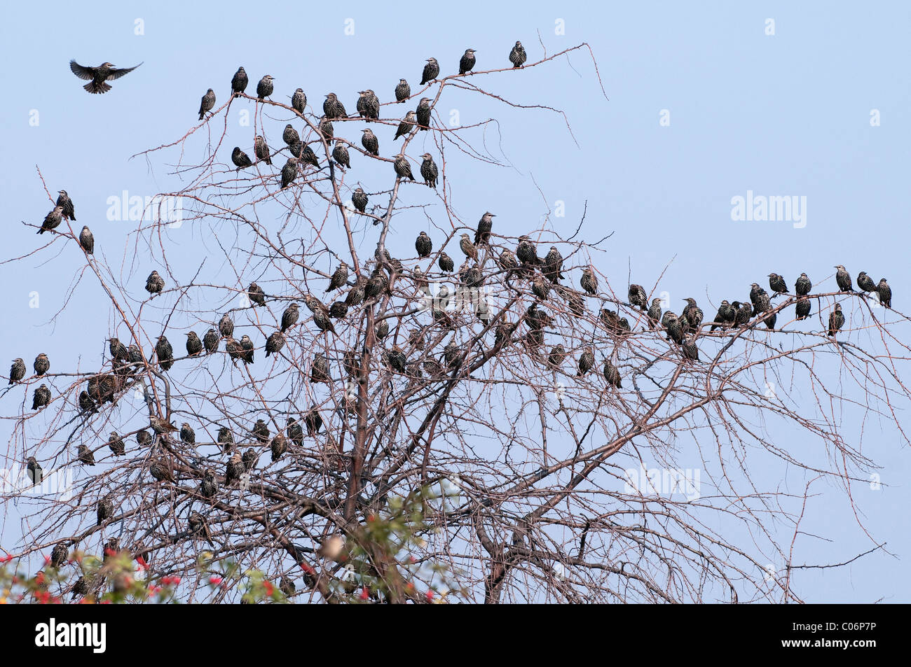 European Starling (Sturnus vulgaris), flock in summer plumage perched in a bush. Stock Photo