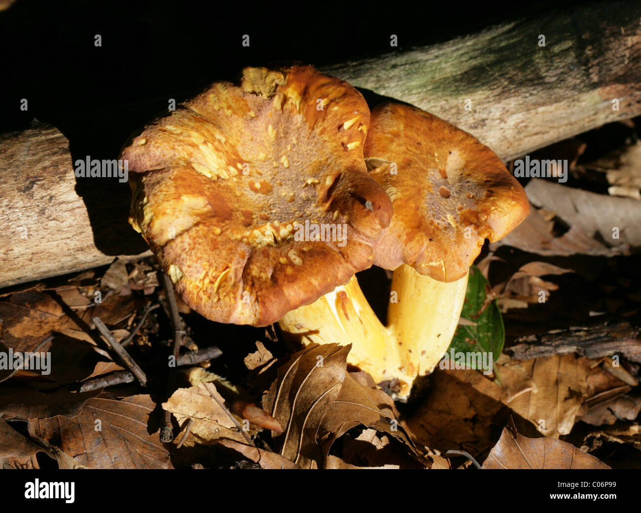 Chanterelle or Girole Mushroom, Cantharellus cibarius, Cantharellaceae Stock Photo