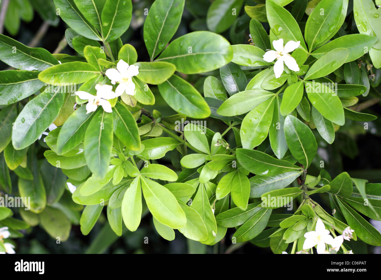 White flowers on a green plant Stock Photo