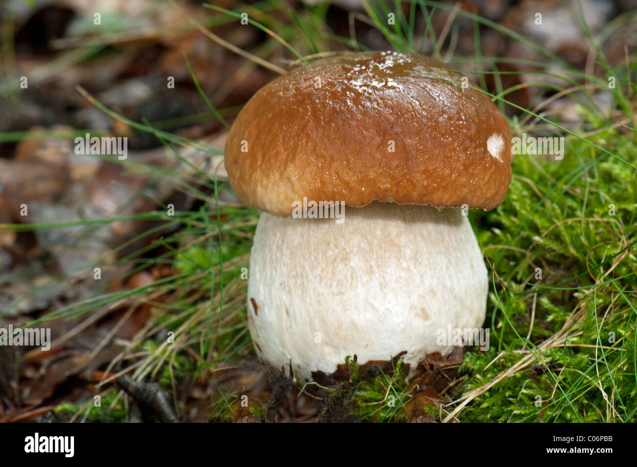 King Bolete, Porcini (Boletus edulis). Fruiting body on the forest