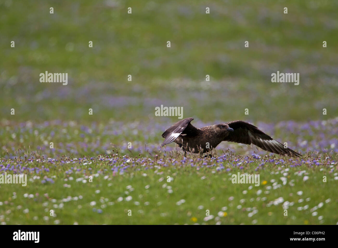 Great skua on a field of blue flowers Stock Photo