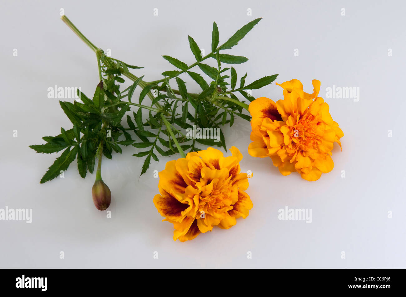 Mexican Marigold (Tagetes erecta), flowering stem. Studio picture against a white background. Stock Photo