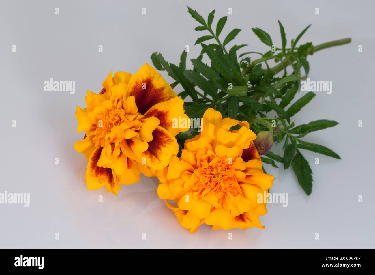 Mexican Marigold (Tagetes erecta), flowering stem. Studio picture against a white background. Stock Photo
