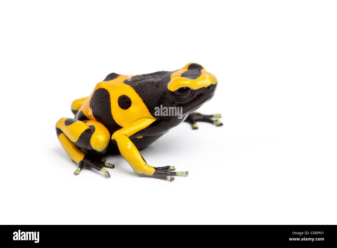 Yellow and black poison dart frog, Dendrobates leucomelas, on white background Stock Photo