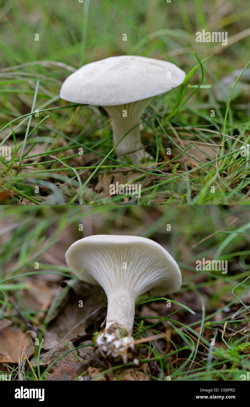 The Miller, Clitopilus prunulus, Entolomataceae. In Grass in Open Birch and Oak Woodland. Stock Photo