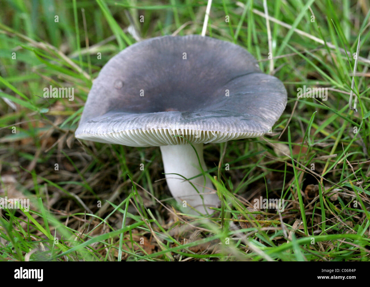 Russulaceae Powdery Brittlegill, Russula parazurea, Russulaceae. Mushroom, Fungus ...