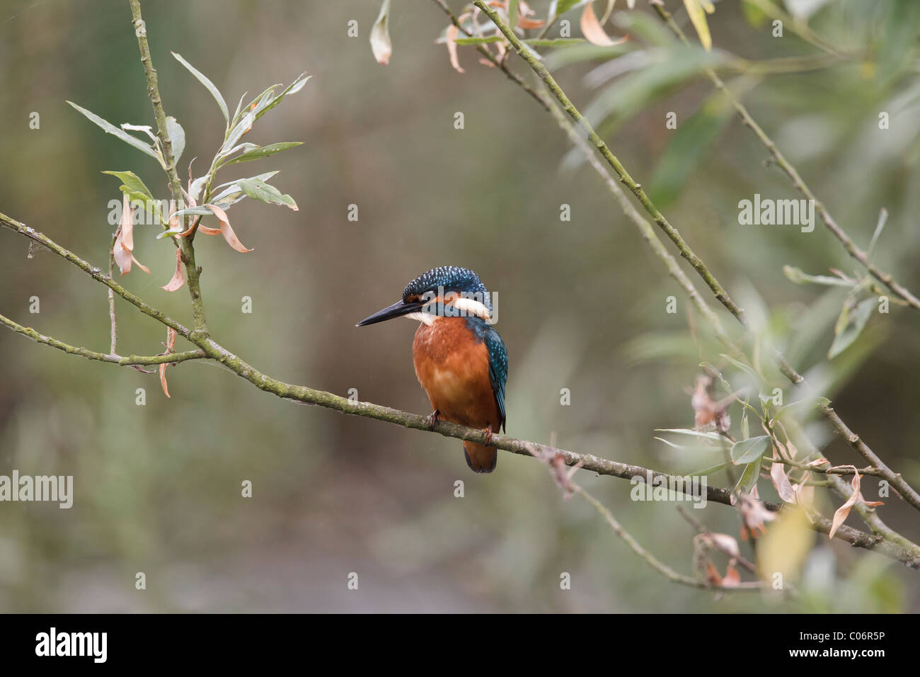 Kingfisher perched on the branch of a willow tree Stock Photo