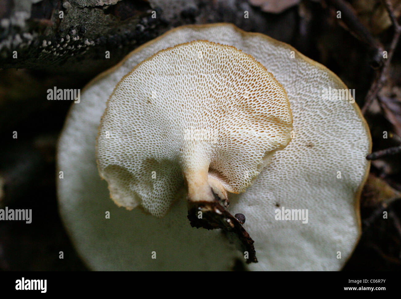 Tuberous Polypore, Polyporus tuberaster, Polyporaceae. Ashridge, Hertfordshire. Stock Photo