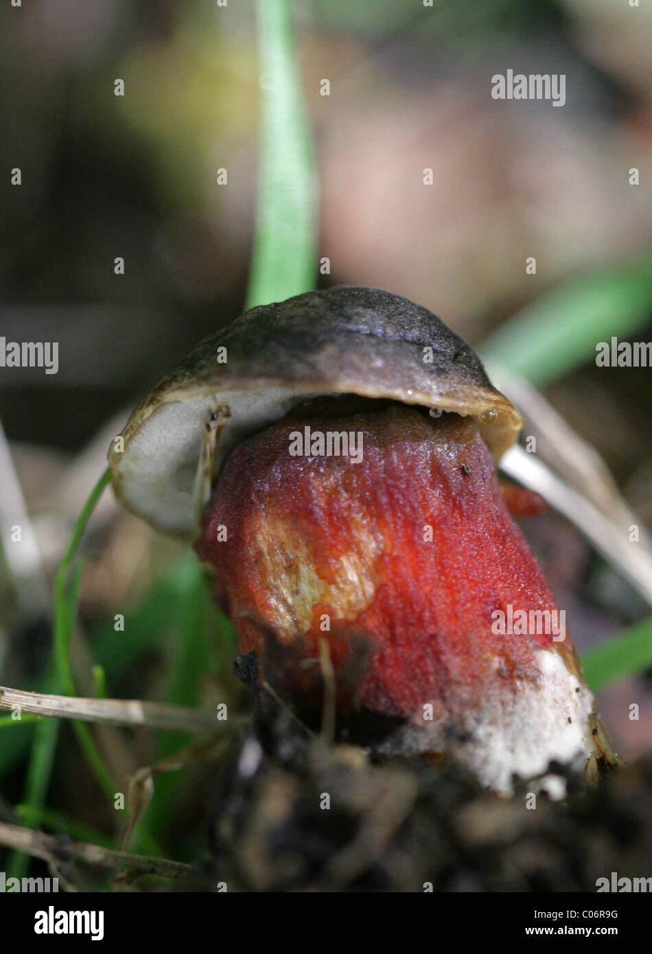 Bolete Fungus, Boletaceae. Stock Photo