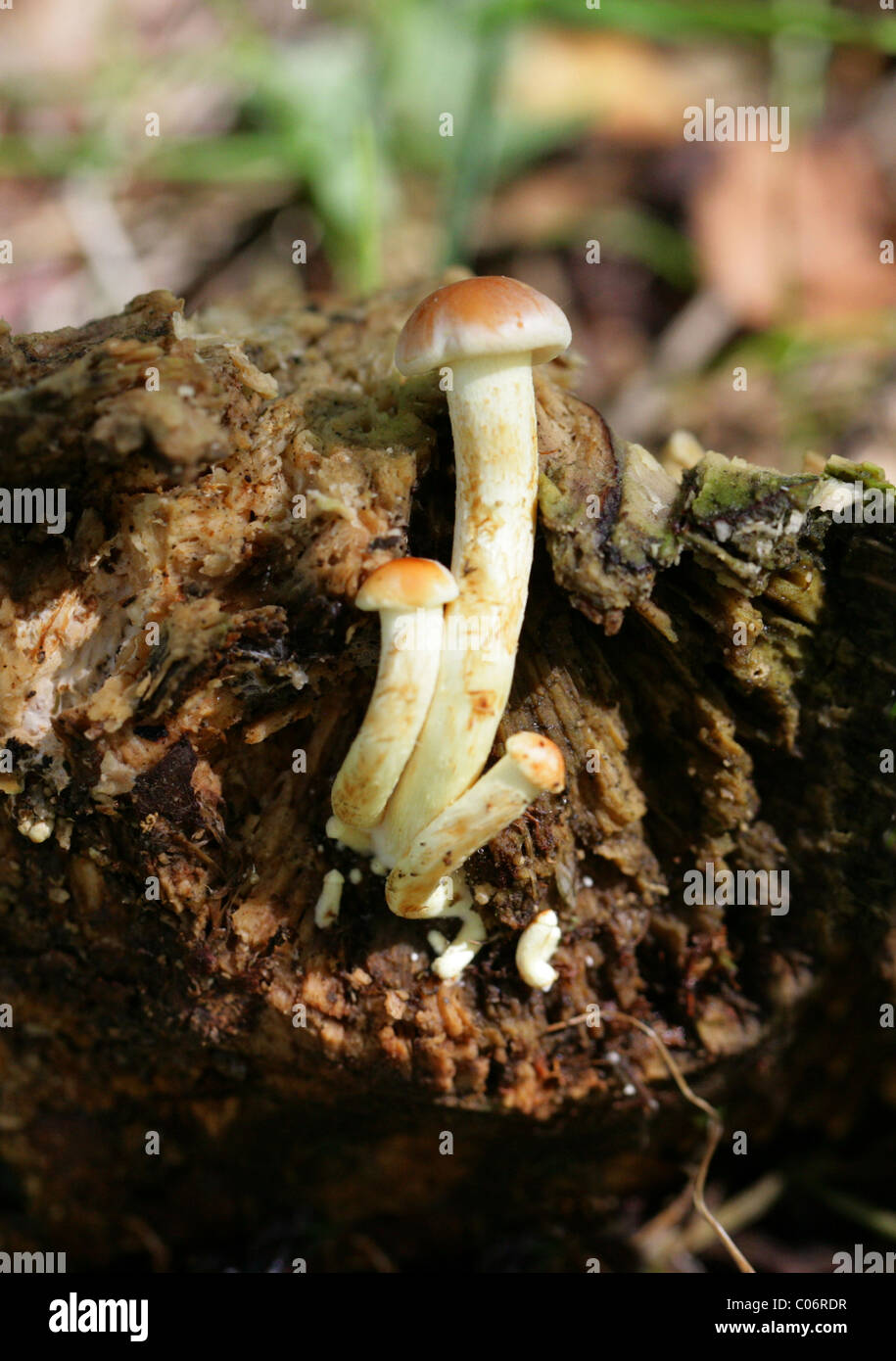 Young Fungi, Cortinarius sp., Cortinariaceae. Possibly Cortinarius (Telamonia) rigens. Stock Photo