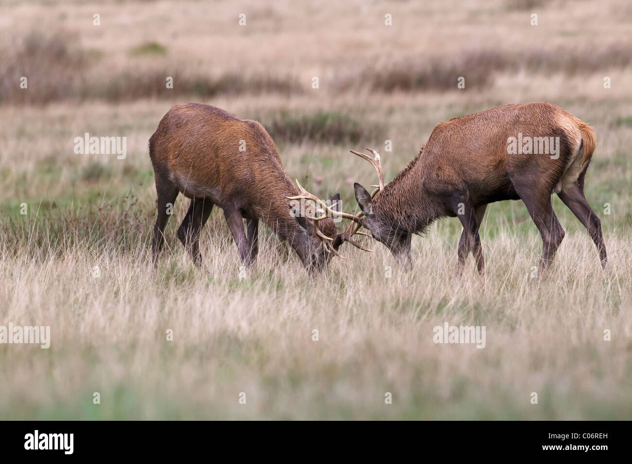 Red deer bucks practicing the rut Stock Photo