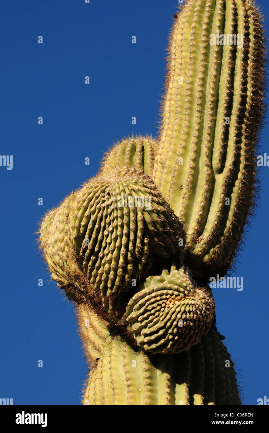 Saguaro cactus grow in the Ironwood Forest National Monument, Sonoran