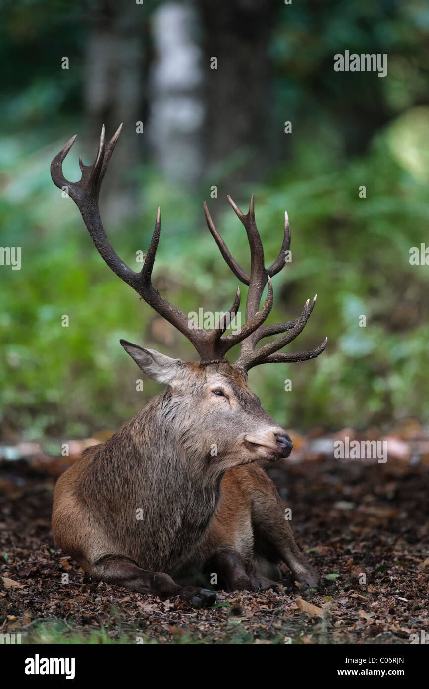 Red deer stag resting before a rut Stock Photo