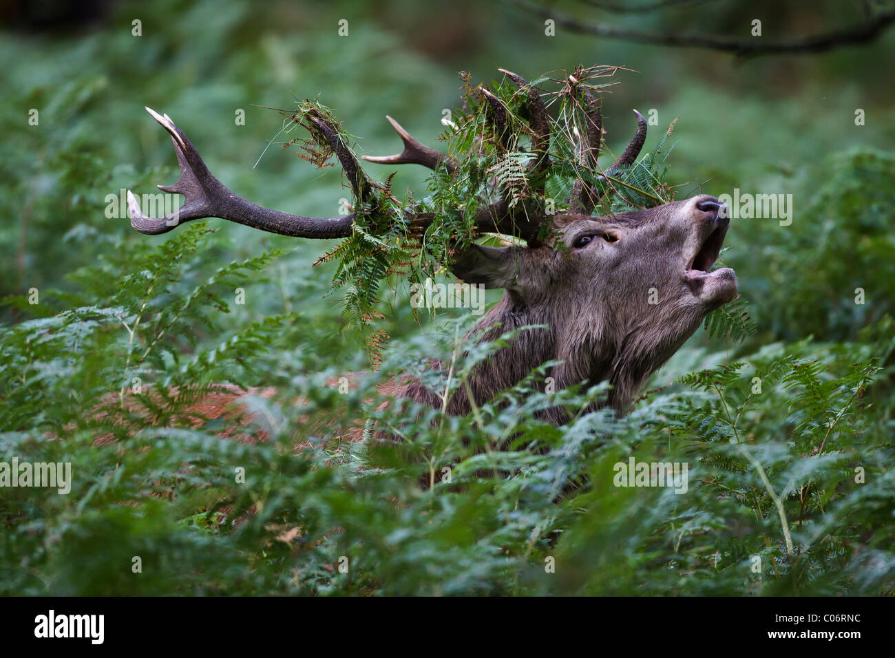 wild; wildlife;wilderness;nature;natural;green;environment;environmental;habitat; wild and free;Red deer stag preparing for a rut Stock Photo