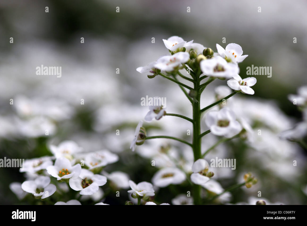 white alyssum Stock Photo