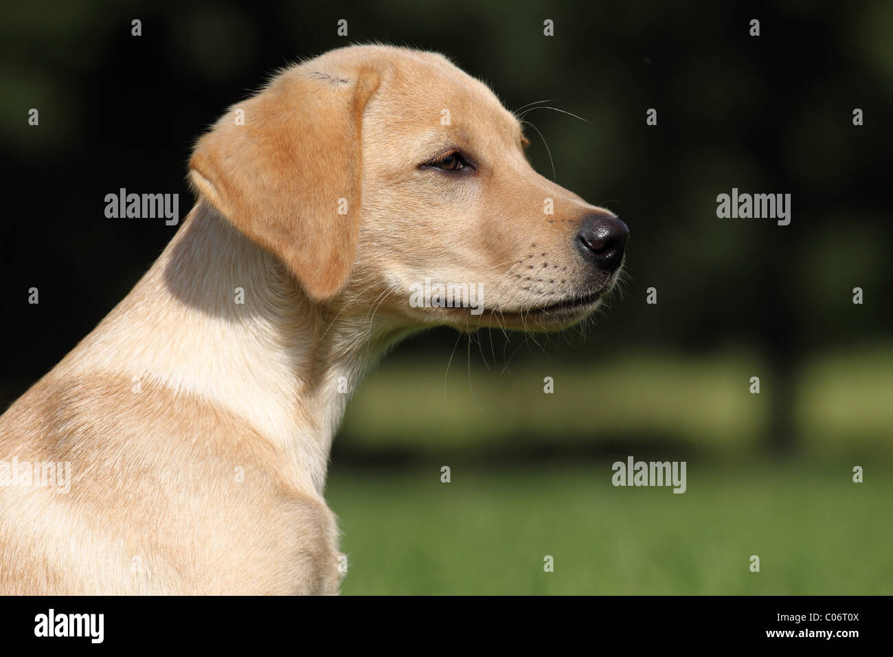 2x Labrador/Retriever Kaffeetassen Schablonen - Wiederverwendbar Für Cappuccino