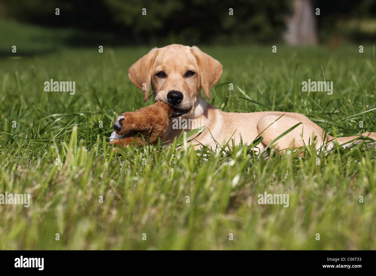 Labrador Soft Mouth Hi Res Stock Photography And Images Alamy