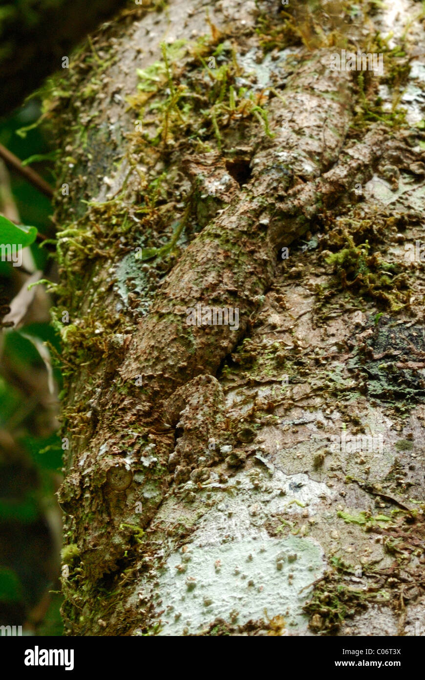 Camouflaged Giant Leaf-tailed Gecko on a tree in the primary rainforest of Ranomafana National Park, eastern Madagascar Stock Photo