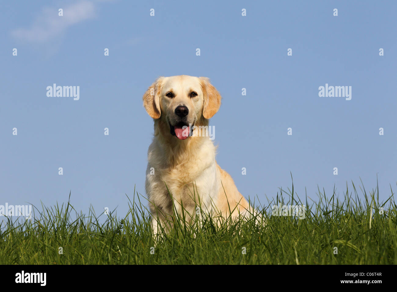 Light golden retriever hi-res stock photography and images - Alamy