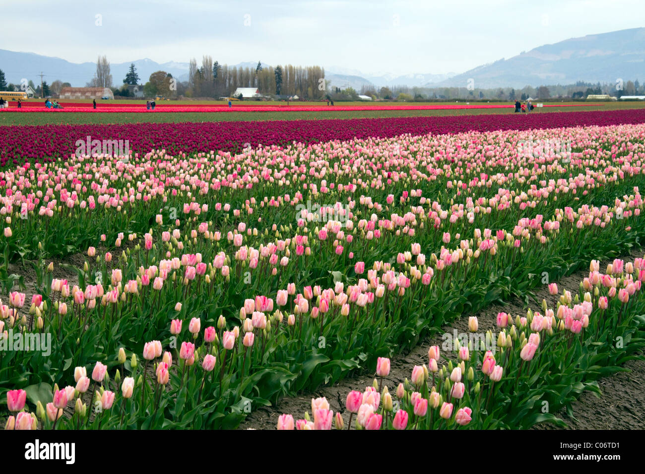 Show garden of spring-flowering tulip bulbs in Skagit Valley, Washington, USA. Stock Photo