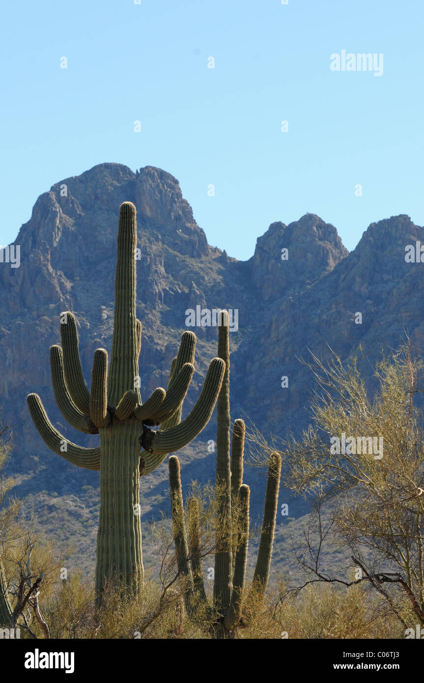 Saguaro cactus grow in the Ironwood Forest National Monument, Sonoran