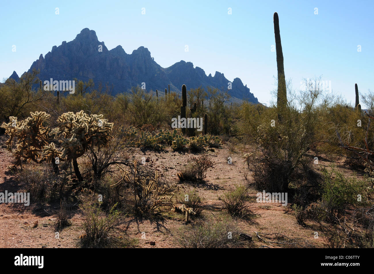 Ironwood Forest National Monument, Sonoran Desert, Marana, Arizona, USA